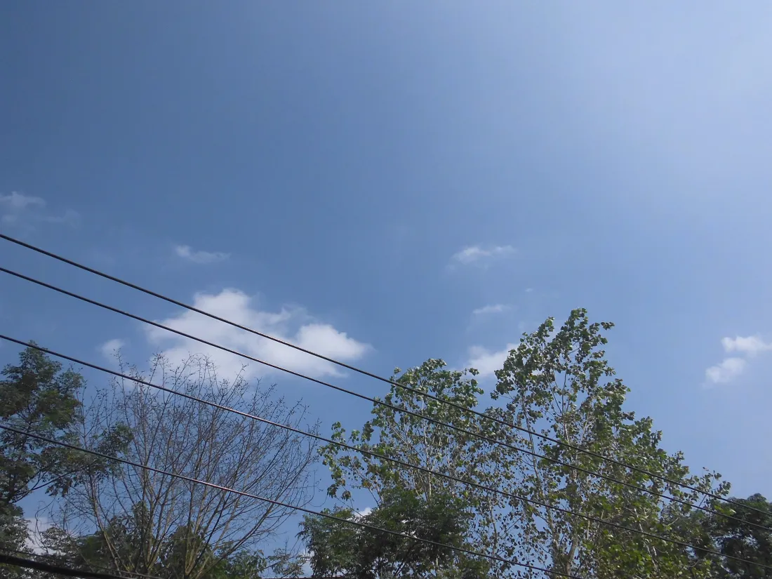 5k蓝天树梢壁纸｜晴朗天空背景图片 - 白云电线绿树风景「哲风壁纸」