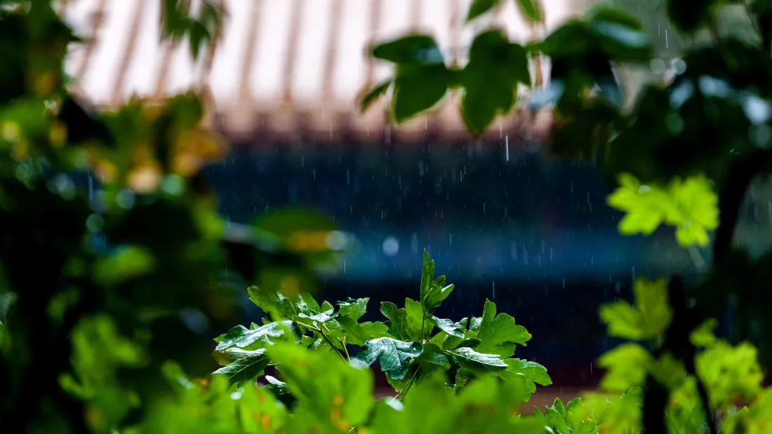 2k紫禁城红墙雨景壁纸｜绿叶背景图片 - 古风「哲风壁纸」