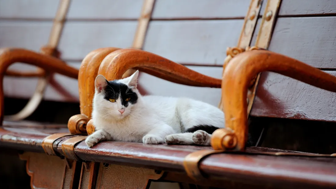 2k故宫御猫壁纸｜紫禁城休憩背景图片 - 木质长椅黑白猫咪「哲风壁纸」