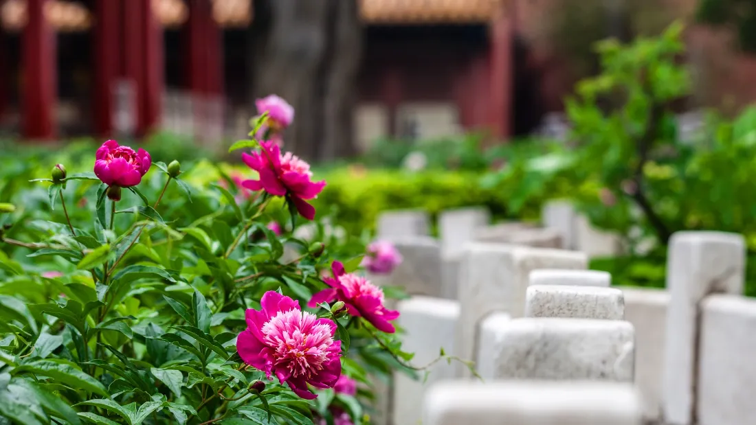 2k紫禁城牡丹壁纸｜朱墙宫苑背景图片 - 御花园春日盛景「哲风壁纸」