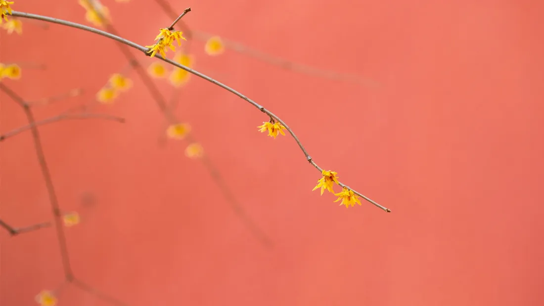 2k紫禁城蜡梅壁纸｜红墙花枝背景图片 - 冬春宫墙景致「哲风壁纸」