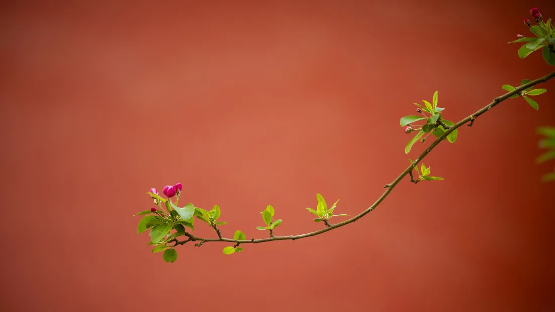 2k紫禁城红墙｜花枝背景图片 - 宫墙嫩芽新枝意境「哲风壁纸」
