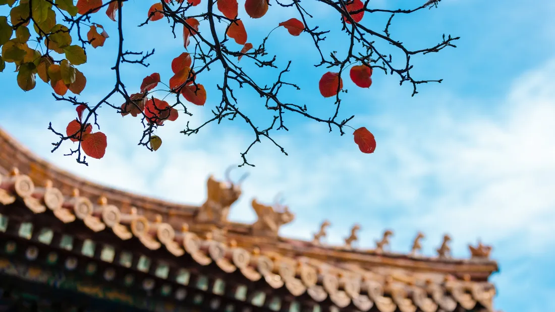 2k古建飞檐壁纸｜蓝天背景图片 - 红叶秋景「哲风壁纸」