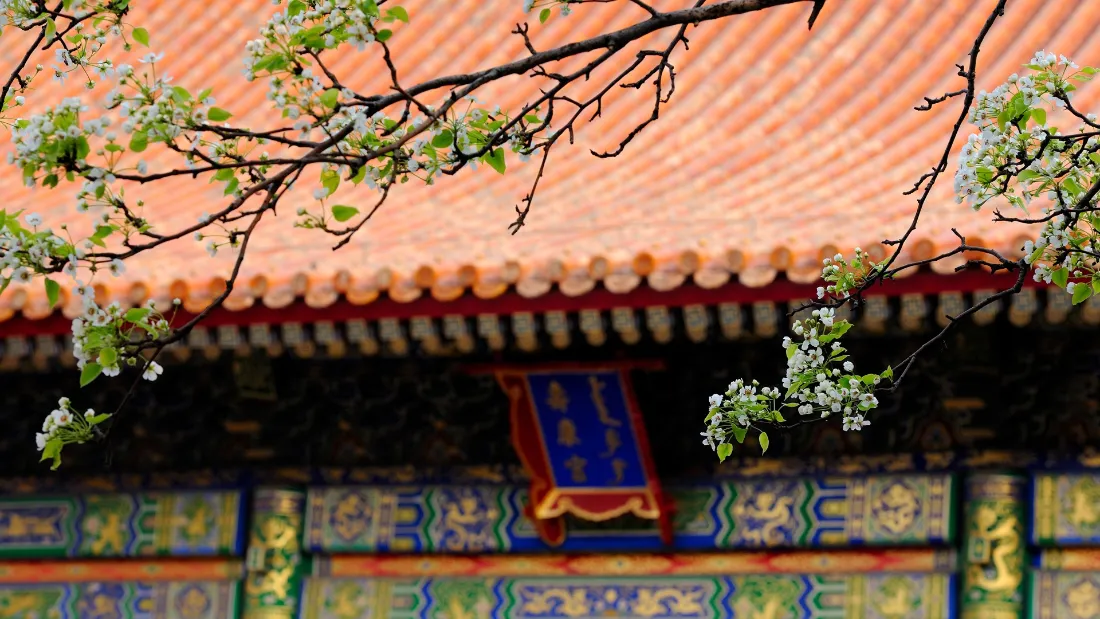 2k中式古建筑壁纸｜红瓦花枝背景图片 - 春日故宫「哲风壁纸」