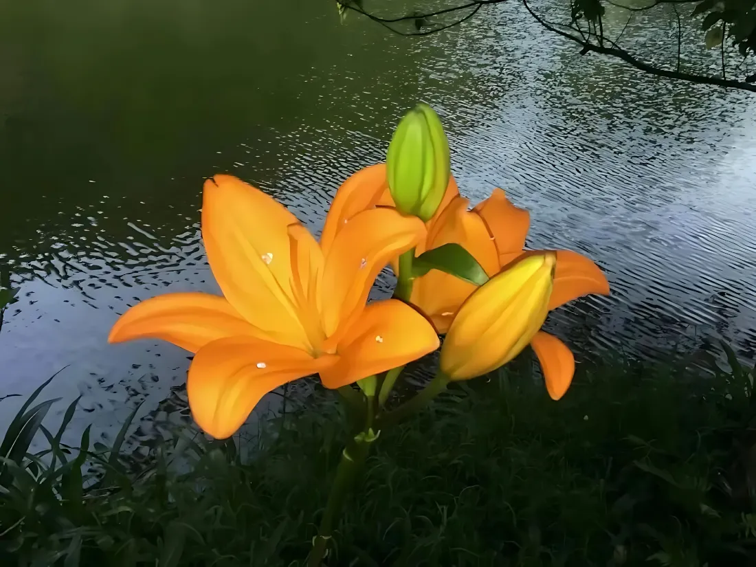 2k橙色百合花壁纸｜湖水波纹背景图片 - 水珠花蕾绿叶清新景致「哲风壁纸」