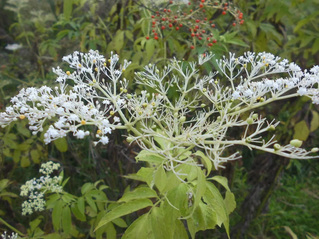 5k接骨草花壁纸｜自然绿植背景图片 - 野生白花特写「哲风壁纸」