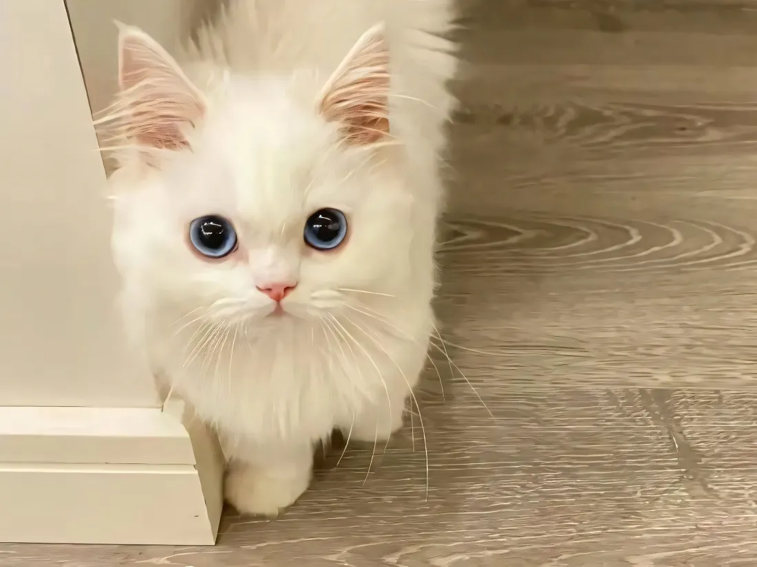 2k白色长毛小猫壁纸｜蓝眼萌宠背景图片 - 治愈居家「哲风壁纸」