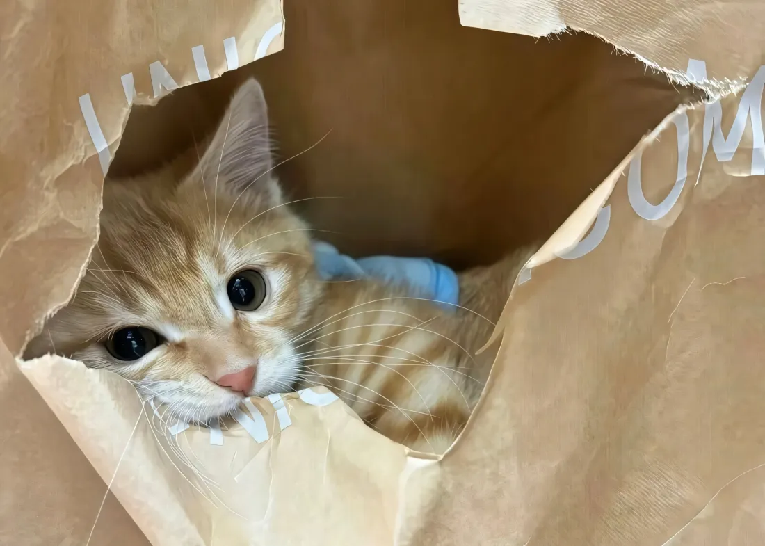 2k橘猫幼崽壁纸｜破洞纸袋背景图片 - 呆萌探头治愈画面「哲风壁纸」