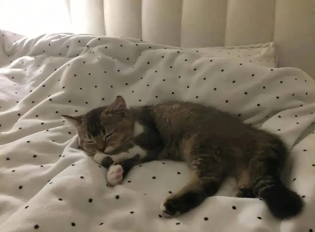 2k小猫壁纸｜慵懒卧床背景图片 - 萌宠熟睡居家日常「哲风壁纸」