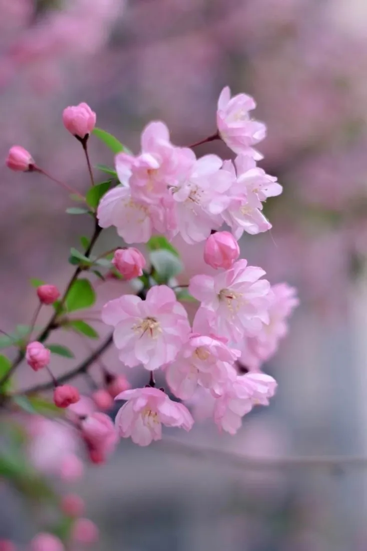 垂丝海棠手机壁纸｜粉色花枝背景图片 - 春日花卉特写「哲风壁纸」