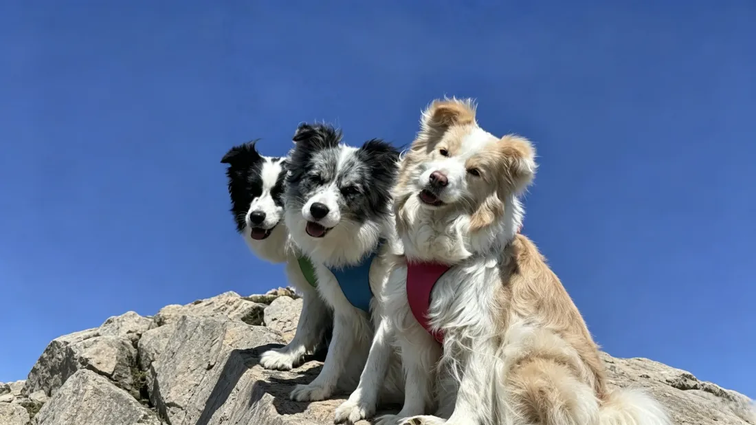 3k边境牧羊犬壁纸｜岩石蓝天背景 - 三只可爱萌宠户外「哲风壁纸」