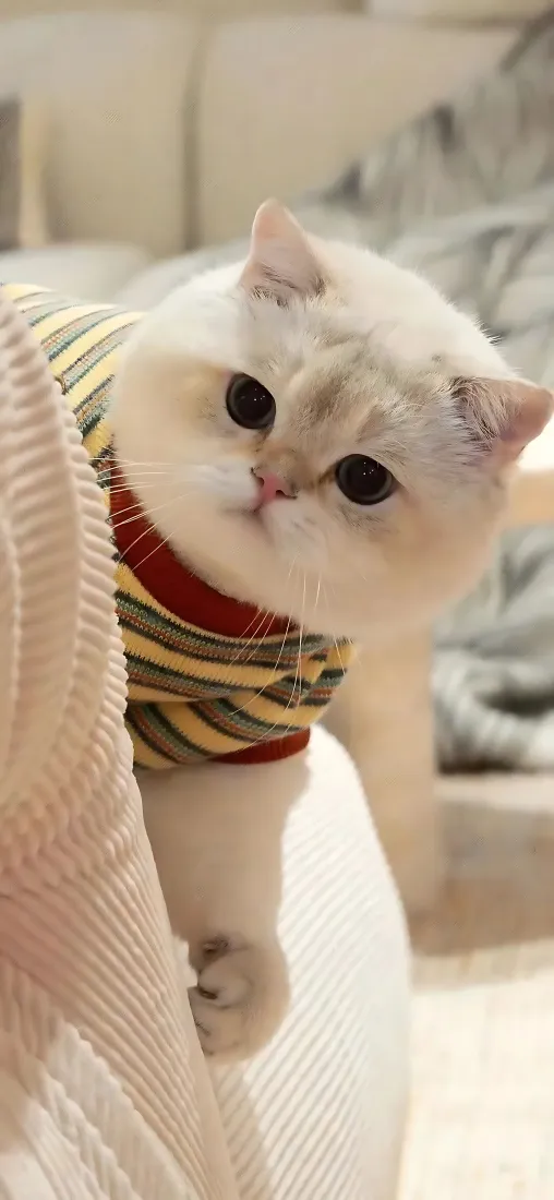 小猫手机壁纸｜软萌奶猫背景图片 - 穿条纹衣大眼萌宠「哲风壁纸」