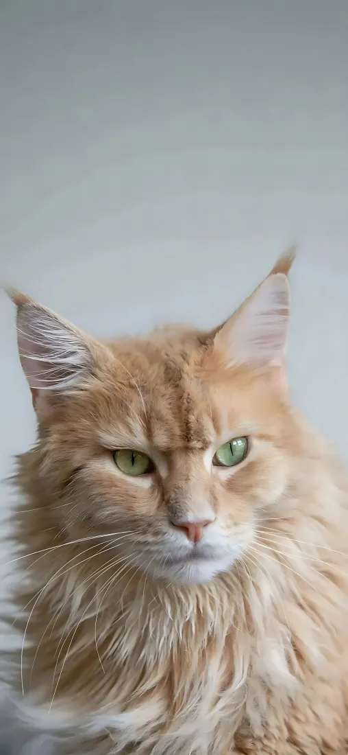 缅因猫手机壁纸｜严肃猫咪背景图片 - 橘色长毛绿眼萌宠「哲风壁纸」