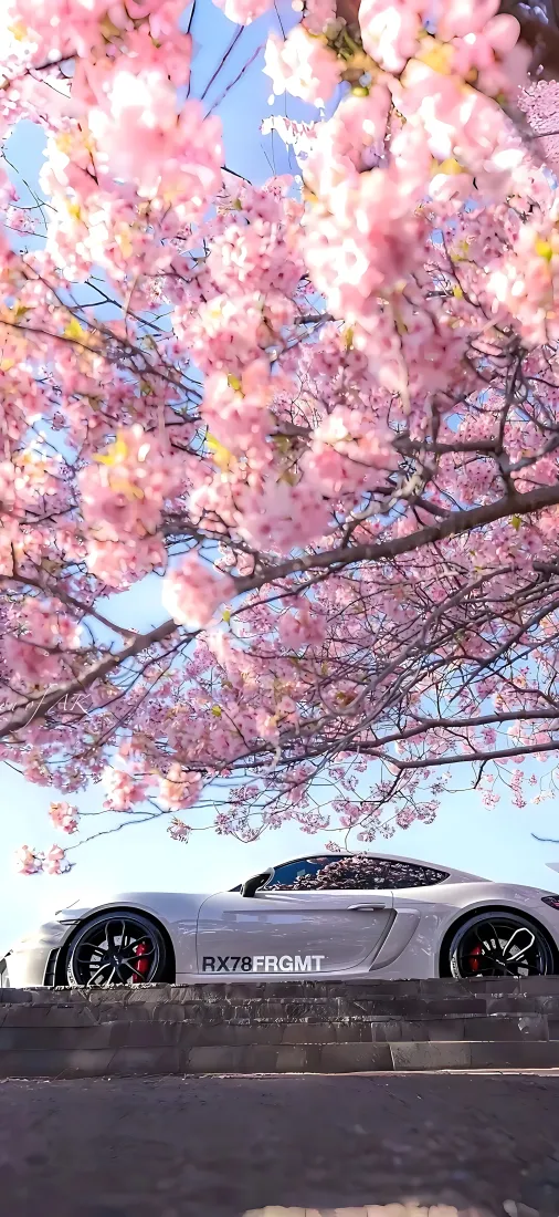 樱花跑车手机壁纸｜春日街道背景图片 - 浪漫粉色花树银色超跑「哲风壁纸」