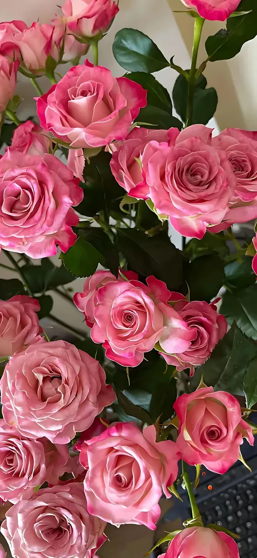 蔷薇花束手机壁纸｜背景图片 - 粉色鲜花绿叶特写「哲风壁纸」