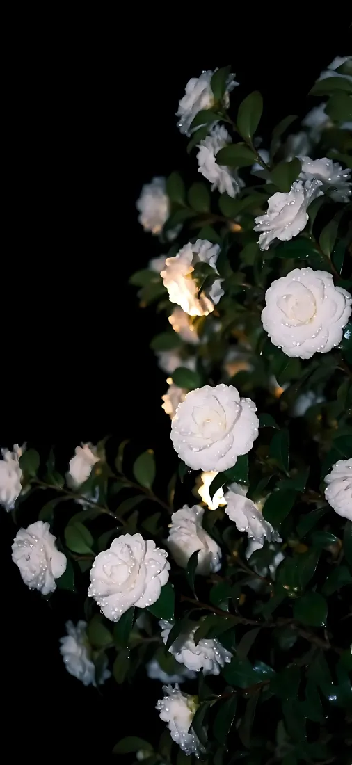 白玫瑰手机壁纸｜夜晚花枝背景图片 - 暗调白花绿叶「哲风壁纸」
