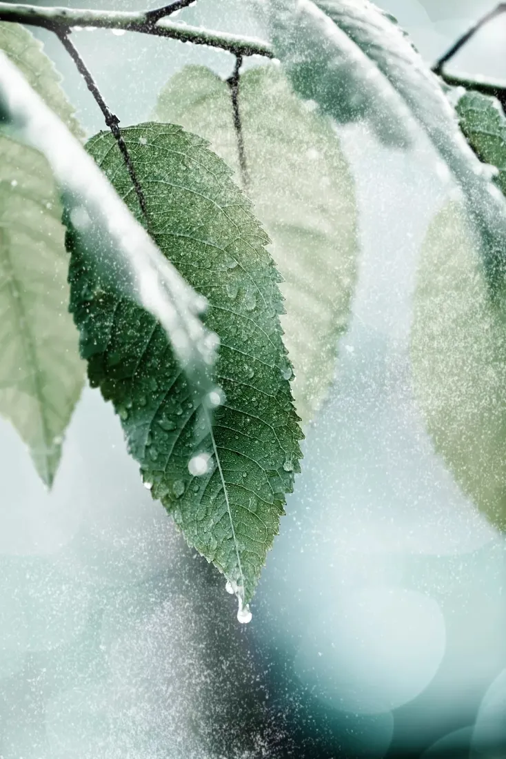 覆雪绿叶手机壁纸｜冬日枝叶背景图片 - 冰融水滴特写「哲风壁纸」