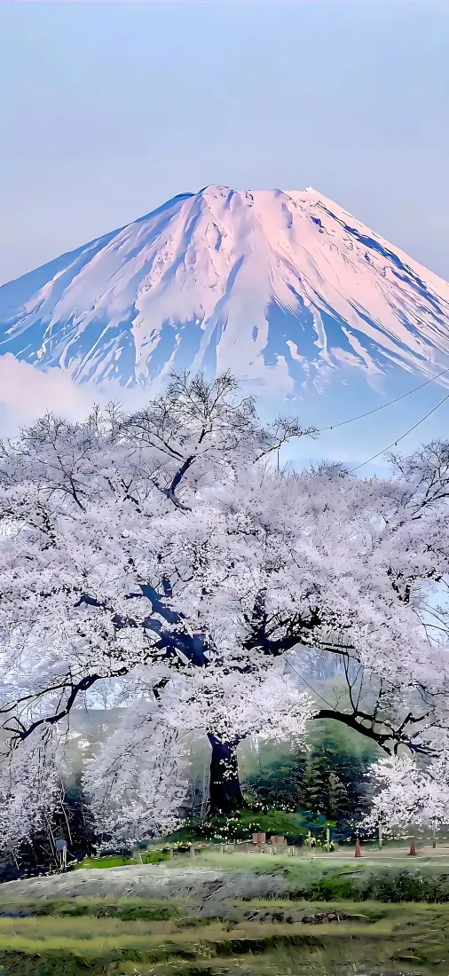 富士山樱花｜雪山背景图片 - 春日草地晴空自然盛景「哲风壁纸」