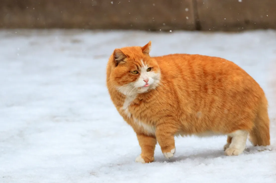 2k橘猫壁纸｜雪地背景图片 - 胖萌宠物冬日户外可爱画面「哲风壁纸」