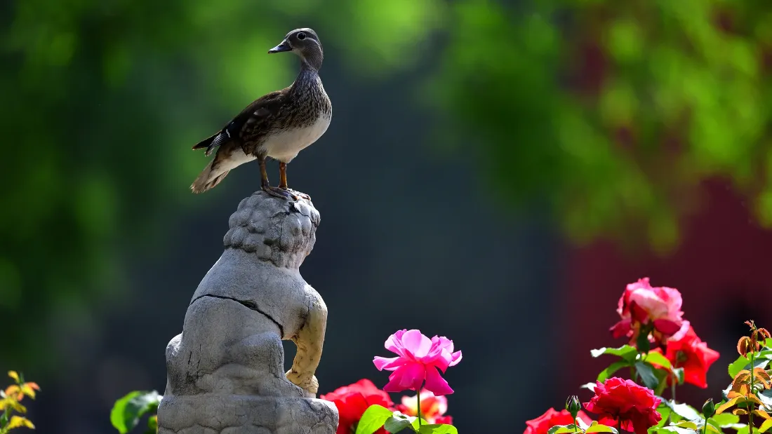 2k紫禁城壁纸｜御花园石雕像背景图片 - 野鸭月季红墙绿意「哲风壁纸」