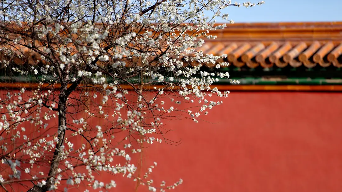 2k紫禁城壁纸｜红墙白花背景图片 - 春日宫墙古韵「哲风壁纸」