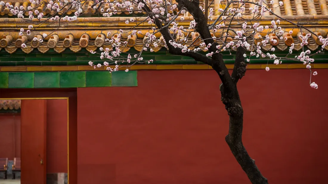 2k紫禁城壁纸｜红墙花树背景图片 - 古韵春景「哲风壁纸」