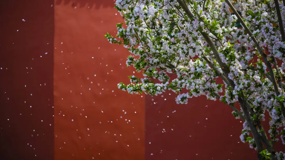4k故宫红墙壁纸｜繁花飘落背景图片 - 春日宫墙花影「哲风壁纸」