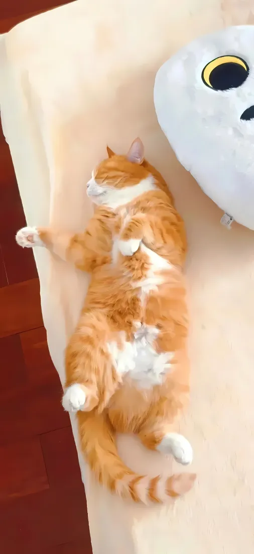 橘猫仰睡手机壁纸｜沙发萌宠背景图片 - 治愈可爱日常「哲风壁纸」
