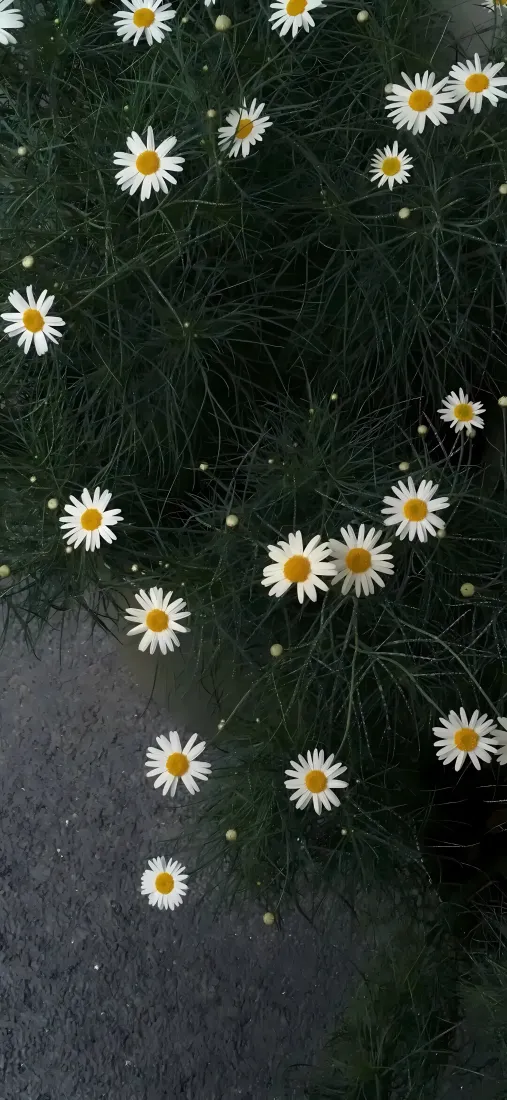 雏菊手机壁纸｜草地背景图片 - 清新白色野花「哲风壁纸」