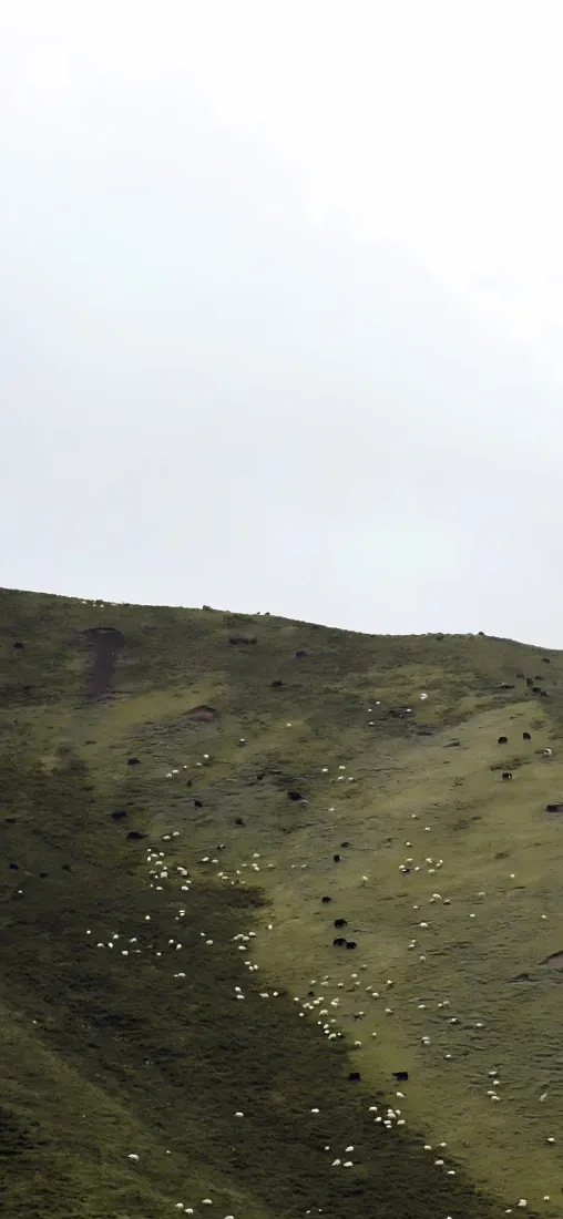 高山草甸手机壁纸｜阴天山坡背景图片 - 山野放牧风光「哲风壁纸」