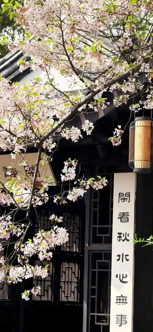 樱花茶馆手机壁纸｜中式古建背景图片 - 春日雅致茶舍景致「哲风壁纸」