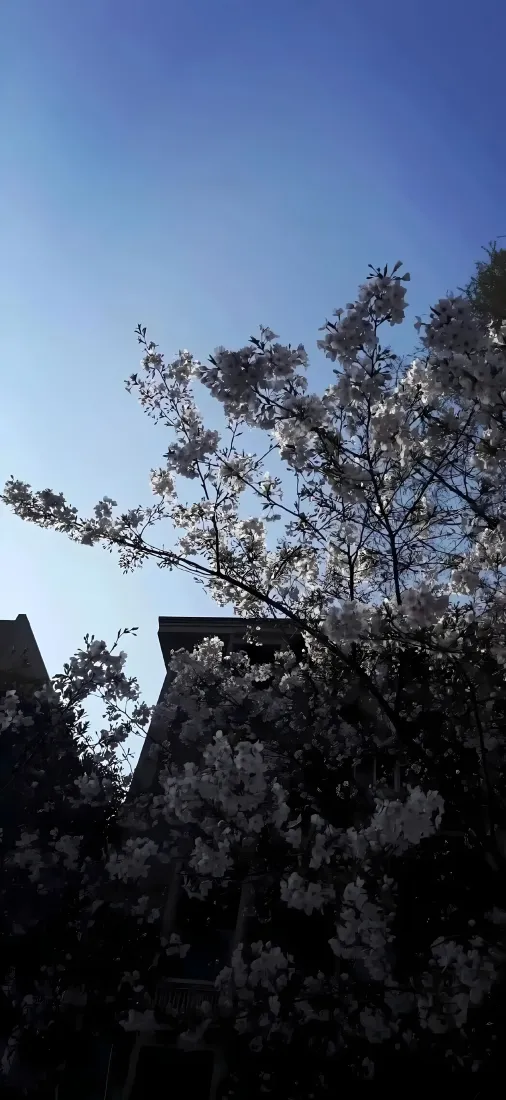 梨花手机壁纸｜蓝天背景图片 - 花枝屋顶春日景致「哲风壁纸」