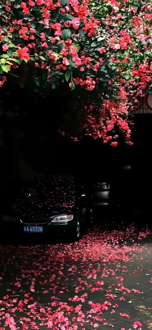 黑色跑车｜红花落花背景图片 - 街景浪漫氛围「哲风壁纸」