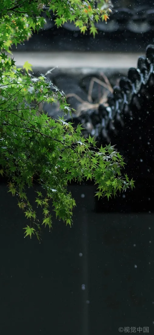 江南庭院手机壁纸｜雨天青枫背景图片 - 青瓦白墙「哲风壁纸」