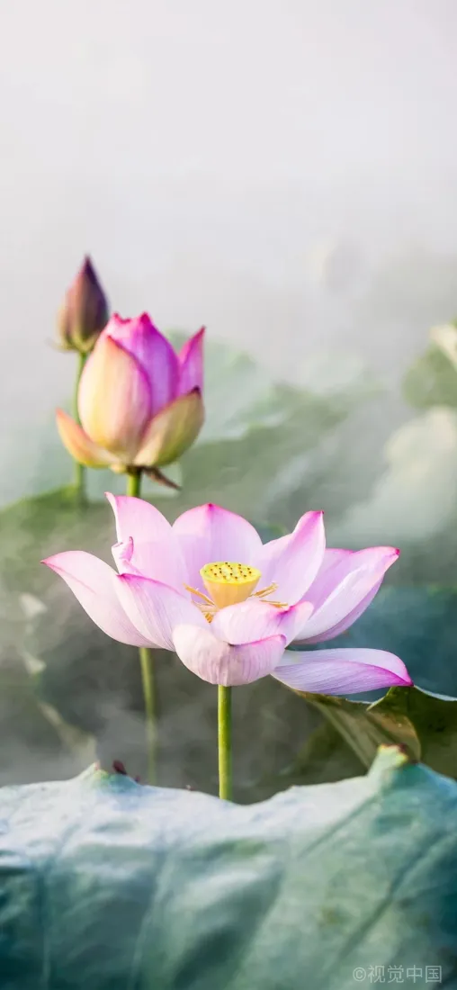 荷花手机壁纸｜荷塘背景图片 - 粉荷绽放花苞清新自然「哲风壁纸」
