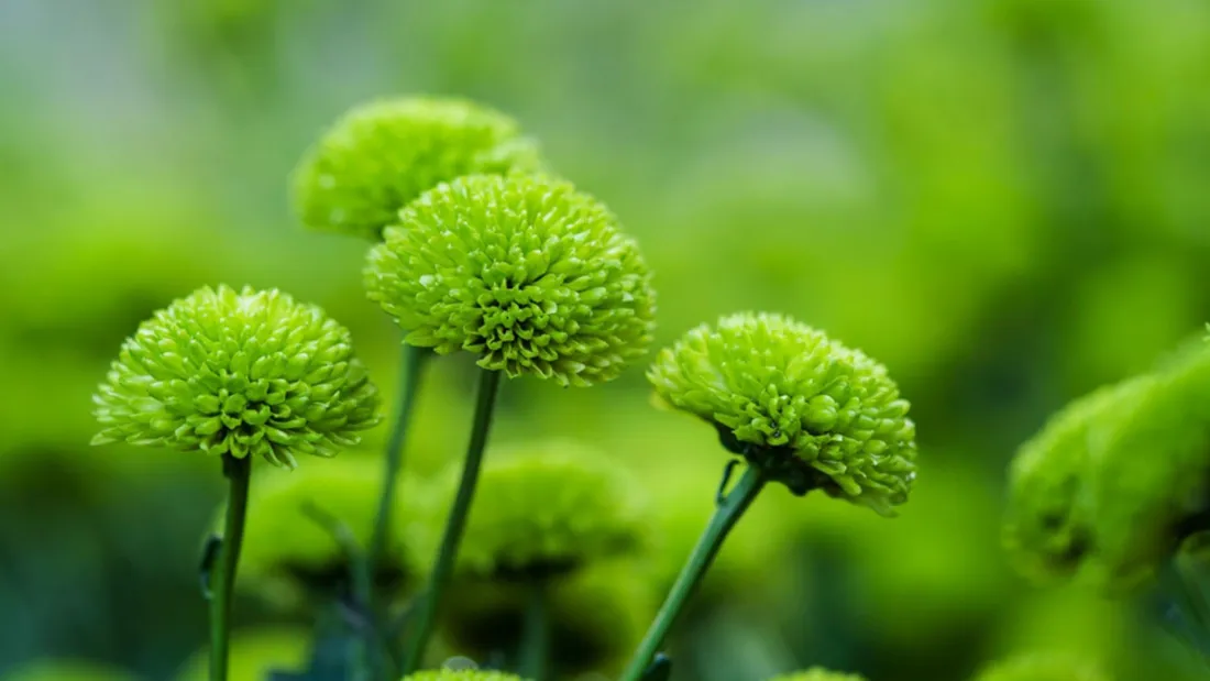 2k绿球菊壁纸｜清新绿色背景图片 - 自然花卉特写「哲风壁纸」