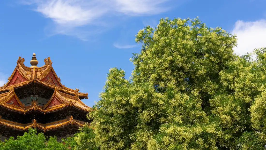 4k紫禁城壁纸｜古建筑背景图片 - 绿树蓝天「哲风壁纸」