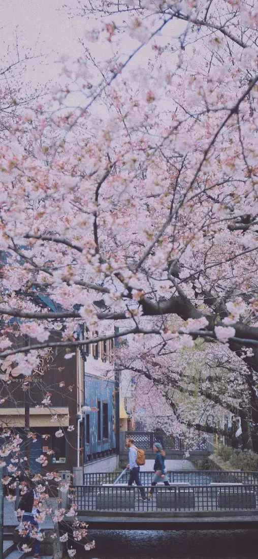 4k街道壁纸 - 粉色 - 城市 - 樱花「哲风壁纸」