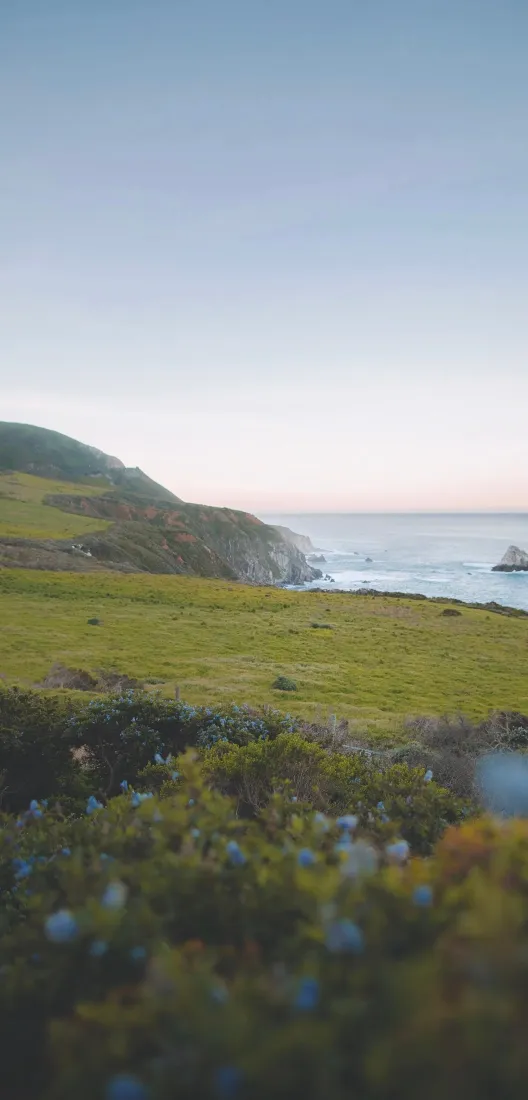 滨海草甸绣球花风景｜海岸草地背景图片 - 山海郊野清新自然景致「哲风壁纸」