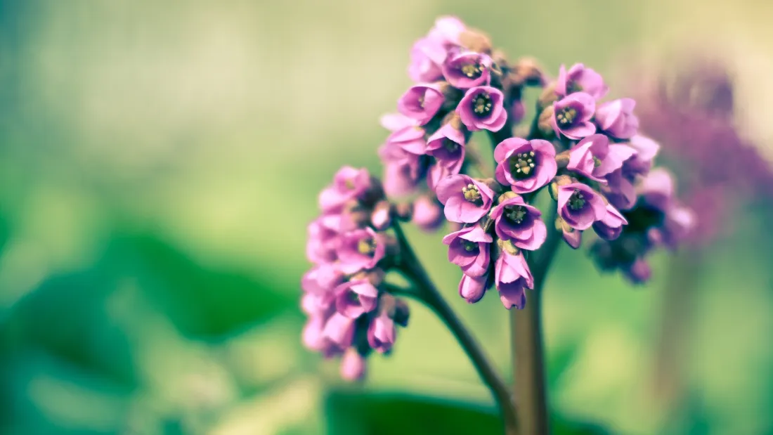 3k粉花岩白菜壁纸｜清新花卉背景图片 - 虚化绿植「哲风壁纸」