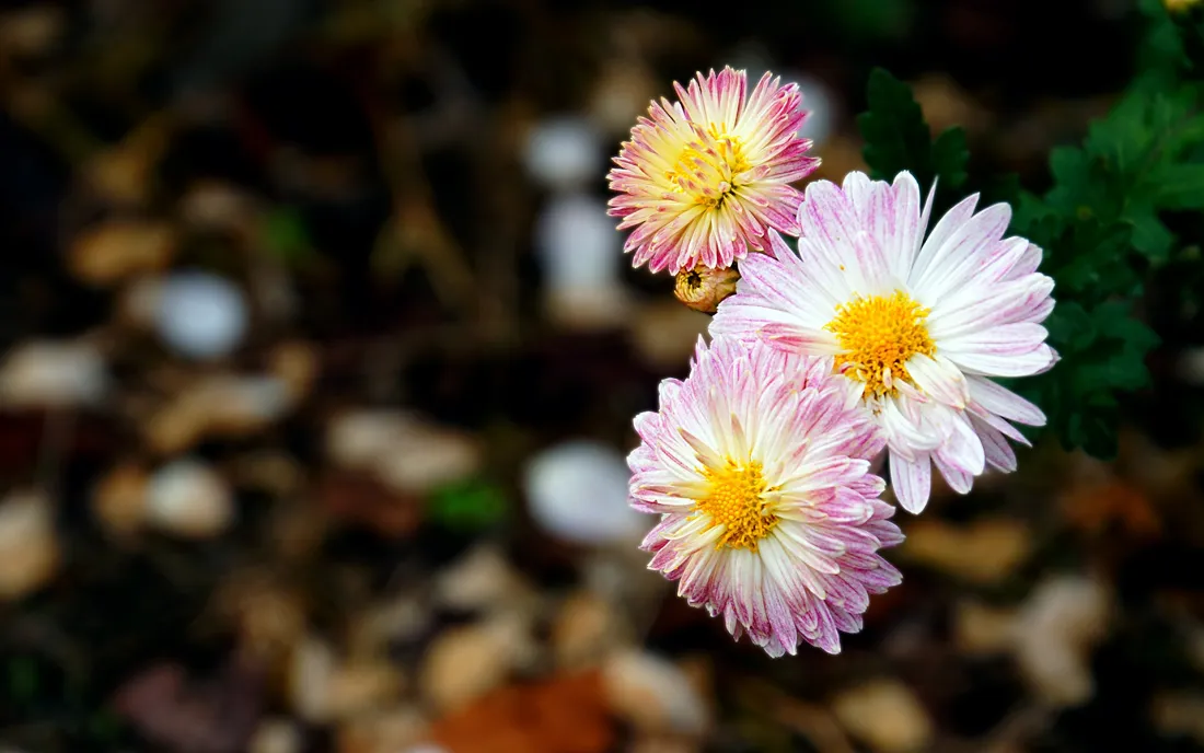 2k粉色雏菊壁纸｜清新花卉背景图片 - 虚化绿植特写「哲风壁纸」
