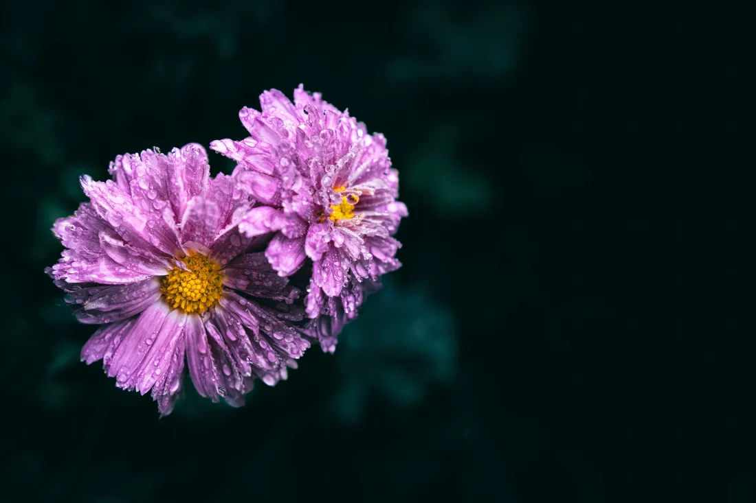 7k大丽花壁纸｜暗调花卉背景图片 - 粉紫重瓣黄蕊特写「哲风壁纸」