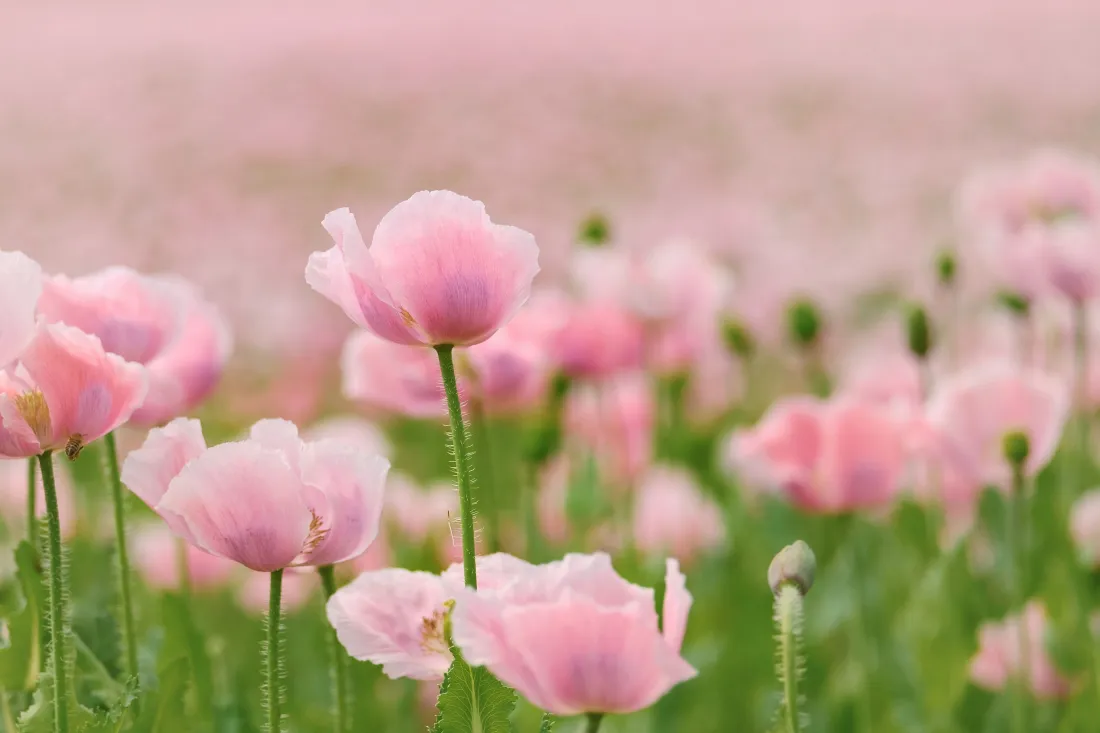 5k粉色罂粟花壁纸｜花田背景图片 - 清新花卉特写「哲风壁纸」