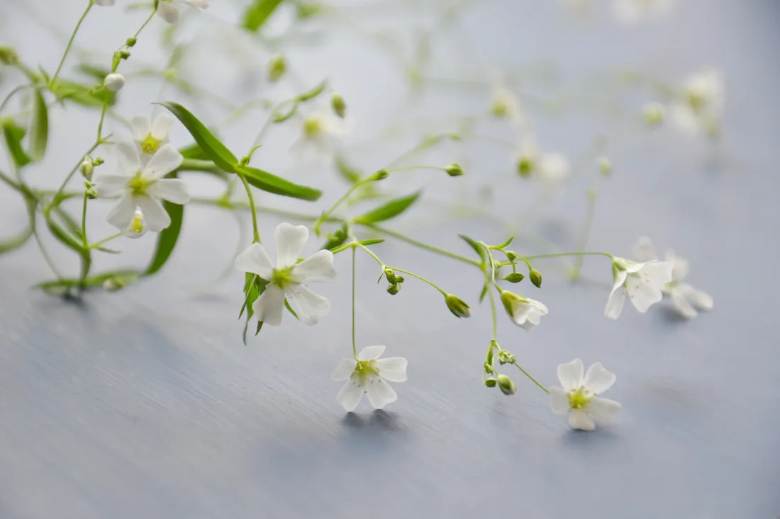 5k白色小花花枝壁纸｜清新绿叶背景图片 - 简约素雅「哲风壁纸」