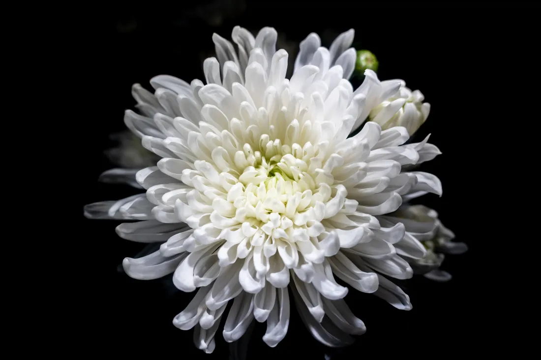 6k白菊花壁纸｜黑色背景图片 - 素雅绽放花卉特写「哲风壁纸」