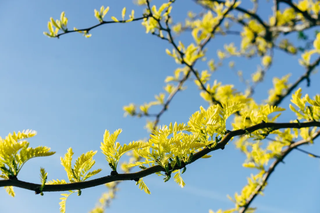 4k栾树花壁纸｜蓝天背景图片 - 秋日树梢黄花「哲风壁纸」