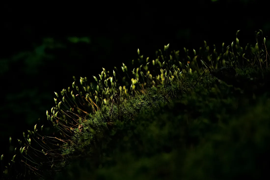 5k嫩芽壁纸｜暗黑背景图片 - 微光新生绿植特写「哲风壁纸」