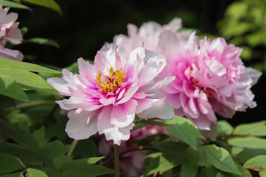4k牡丹壁纸｜粉白重瓣花朵背景图片 - 绿叶黄花蕊花卉「哲风壁纸」