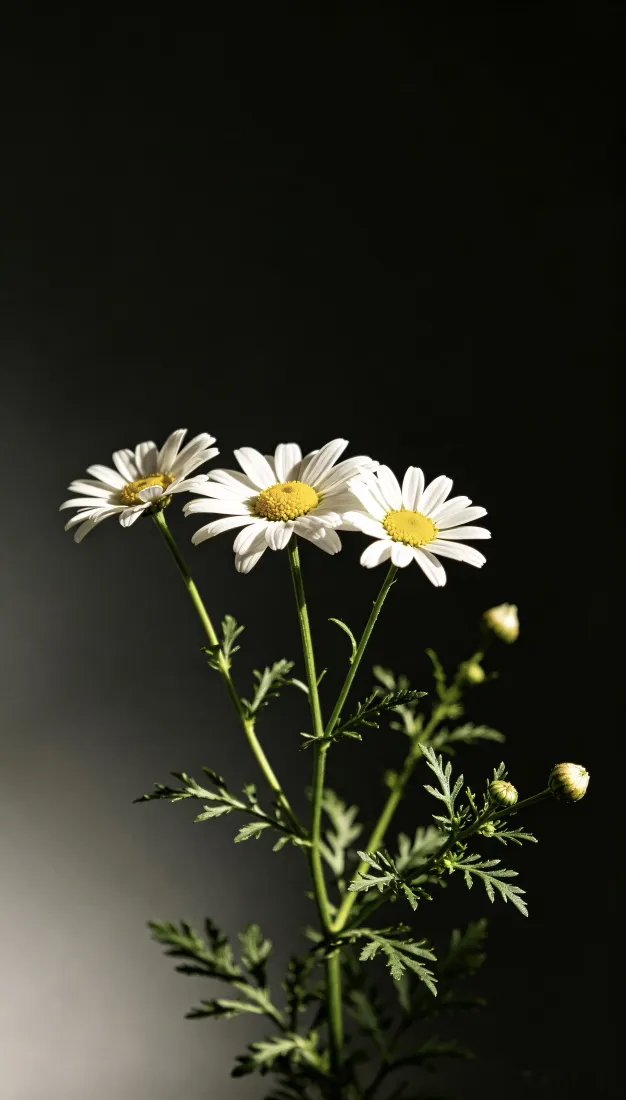 洋甘菊手机壁纸｜暗黑背景图片 - 清新白花特写「哲风壁纸」