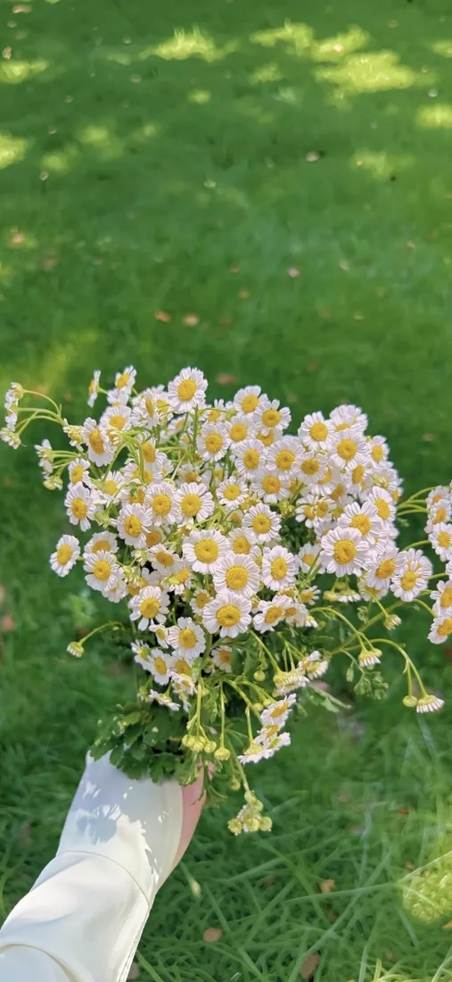 洋甘菊手机壁纸｜草地手持花束背景图片 - 清新治愈小花「哲风壁纸」